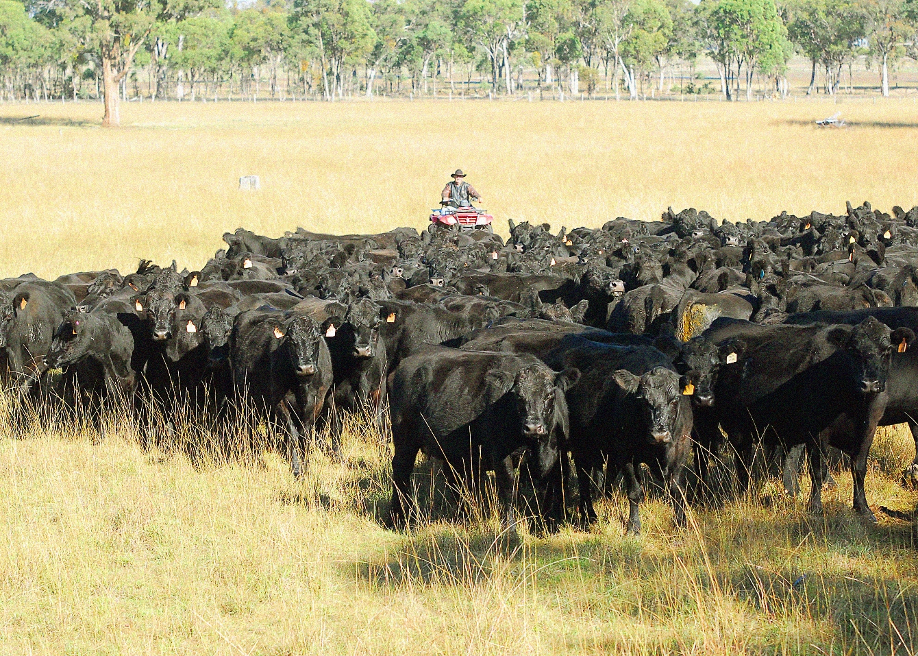 The Angus Australia – Supporting Angus Cattle and Farmers | Business View Oceania