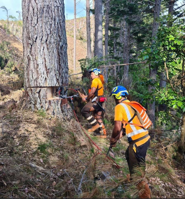 Lloyd Logging - Kaitaia, New Zealand